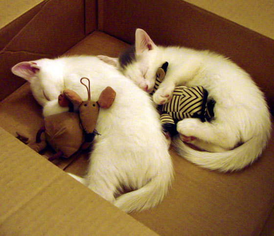 自由泳接力美国优势仍明显，4×200自由泳接力全程回放